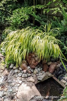 Ground Cover Plants For Shade (Perennials That Keep Weeds Down) | Perennial Garden Evergold Sedge, Rock Borders, Gardens Design Ideas, Shady Plants, Golden Japanese, Tree Landscaping, Shady Gardens