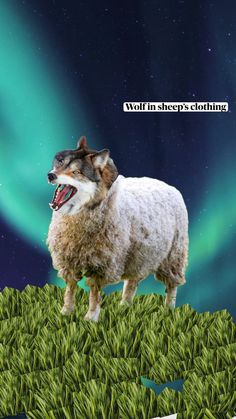 a sheep is standing in the grass with its mouth open