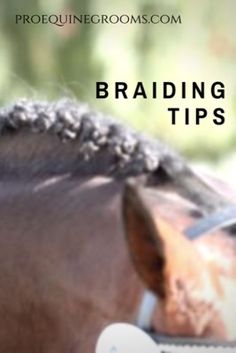 a close up of a horse's head with the words bridling tips on it