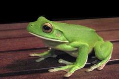 a green frog sitting on top of a wooden floor