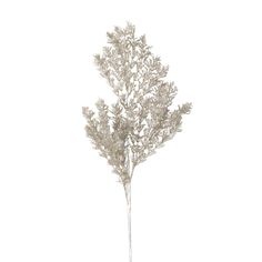 an image of a plant on a white background