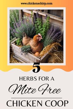 chickens in a box with lavenders and herbs for a nice free chicken coop recipe