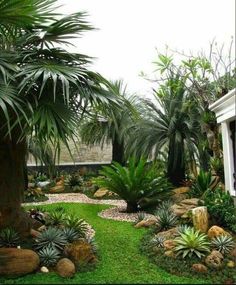 a lush green yard with palm trees and rocks