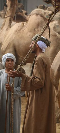 two men standing next to each other in front of camels with ropes on their heads