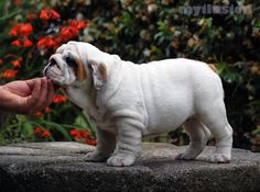 a small white and brown dog standing on top of a cement slab next to flowers