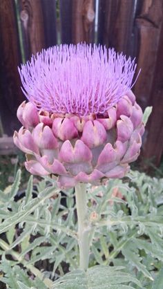 a purple flower is blooming in front of a wooden fence