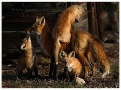 a group of foxes standing on top of each other