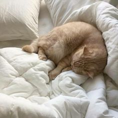 a cat sleeping on top of a white comforter