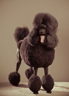 a brown poodle standing on top of a carpet