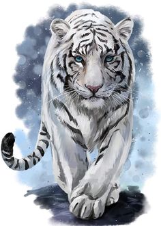 a white tiger with blue eyes is walking in the snow and has one paw up