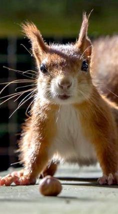 a close up of a small animal on the ground