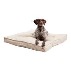 a brown dog sitting on top of a pillow