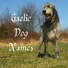 a dog standing on top of a lush green field