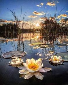 water lilies floating on the surface of a lake