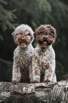 Animal Photography, Teddy Bear, Dogs, Animals