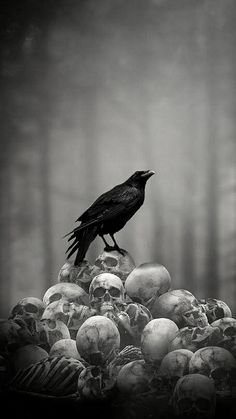 a black bird sitting on top of a pile of skulls