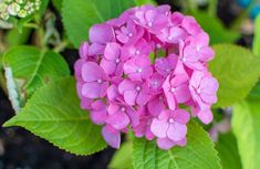 pink flowers with green leaves in the background