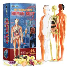 the interactive human body is displayed next to its box