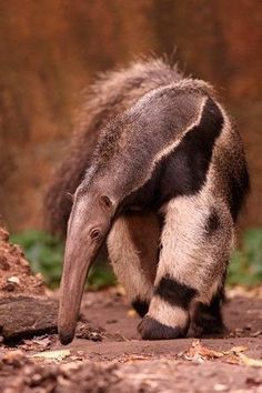 a baby anteater is walking around in the dirt