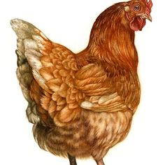 a drawing of a rooster standing on one leg and looking to the side with its head down