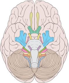 the frontal view of the human brain, with different sections labeled in blue and yellow