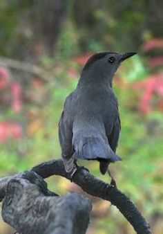 a black bird sitting on top of a tree branch