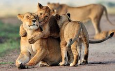 two lion cubs playing with each other on the ground in front of some grass and dirt