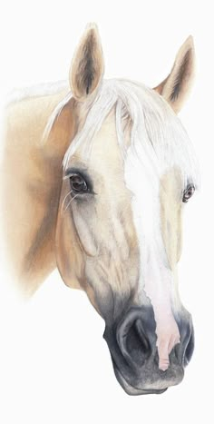 a drawing of a horse's head with white hair