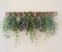 some plants are hanging on a wall