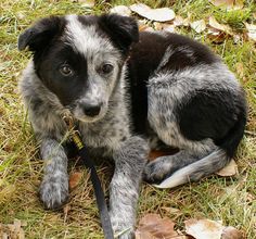 a black and white dog laying on top of a grass covered field next to leaves