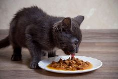 a gray cat eating food from a white plate