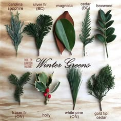 the different types of winter greenes are shown on a wooden board with leaves and berries