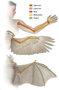 the diagram shows how wings are attached to an animal's back and arm, with different colored lines on each wing