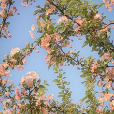 pink flowers are blooming on the branches of trees in front of a blue sky