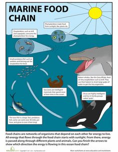 the marine food chain is shown in this poster, with information about how to eat it