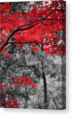 red leaves on trees in black and white