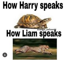 how harry speaks and how llama speaks with pictures of the same animal on each side