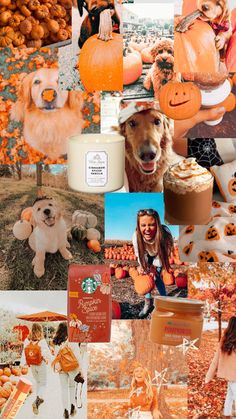 Fall Dogs, Preppy Aesthetic Wallpaper, Preppy Decal, Cute Images For Wallpaper, Cute Wallpapers For Ipad, Cute Fall Wallpaper, Iphone Wallpaper Fall