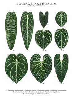 different types of leaves arranged in the shape of heart shaped shapes, with text below