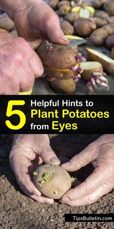 hands holding potatoes with the title 5 helpful hints to plant potatoes from eyes on top