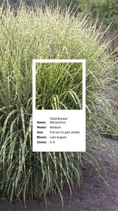 a plant with long thin green leaves in front of a white sign that says name