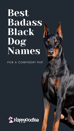 Are you on the hunt for a seriously cool name for your new black dog or puppy? Well, you’ve come to the right place. Here at the “Best Badass Black Dog Names for a Confident Pup” we’re all about finding that perfect name that’s as awesome as your black furry friend. Whether you’re welcoming a feisty little pup or a rescued black dog into your life, we’ve got a list of names that are sure to match their style and your love for them. Best Place To Pet A Dog, Black And Brown Dog Breed, Powerful Dog Names, Doberman Dog Names, Goth Dog Names, Make Dog Names, Masculine Dog Names, Scary Dog Names, Strong Female Dog Names