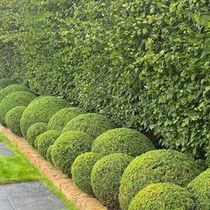 a row of green bushes next to a sidewalk