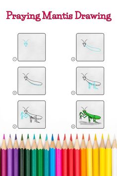 Step by step images demonstrating how to draw  praying mantis drawing - A Drawing Lesson for Kids! Praying Mantis Drawing, Mantis Drawing, Ant Drawing, Draw Easy, Easy Lessons