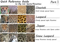 an image of different leopards and cheetah in their respective colors with the words, quick reference guide part 1 to big cat's spot / rosetteesies