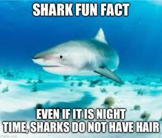 shark fun fact even if it is night time sharks do not have hair