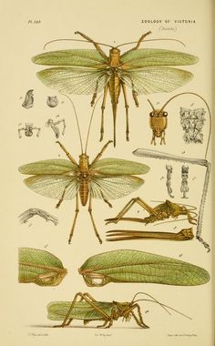 an illustration of insects and other insect species