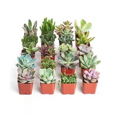 small succulents are arranged in pots on a white surface