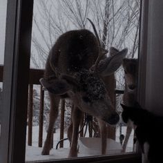 a cat looking at a deer through a window