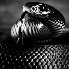 a black and white photo of a snake's head with it's mouth open